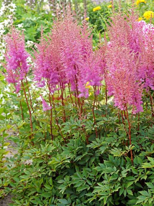 Astilbe Nemo | Bluestone Perennials