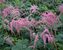 Astilbe Ostrich Plume