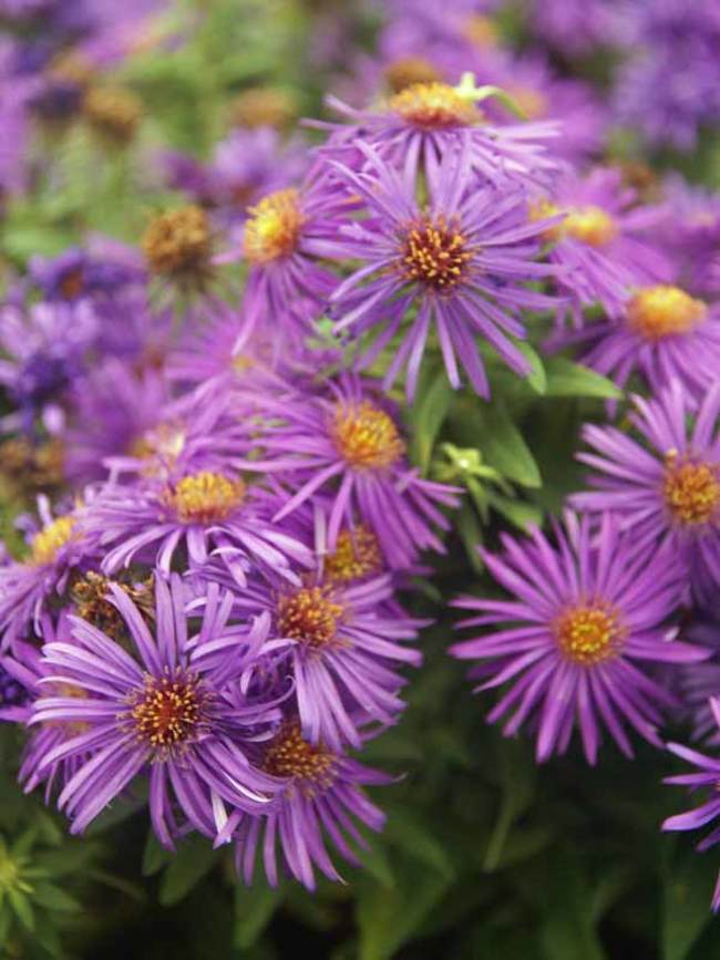 Aster Purple Dome | Bluestone Perennials