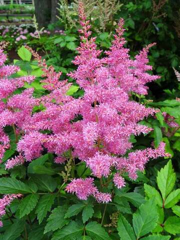 Astilbe Rhythm And Blues | Bluestone Perennials