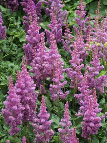 Astilbe Visions | Bluestone Perennials