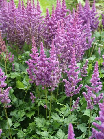 Astilbe Visions | Bluestone Perennials