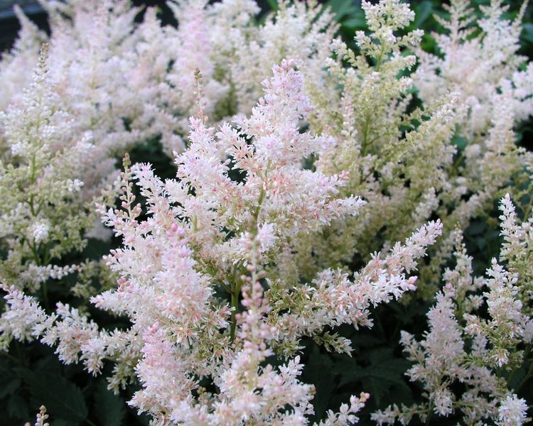 Product Viewer - Astilbe White-Wings