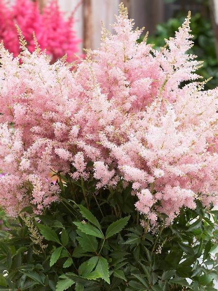 Product Viewer - Astilbe Silvery Pink