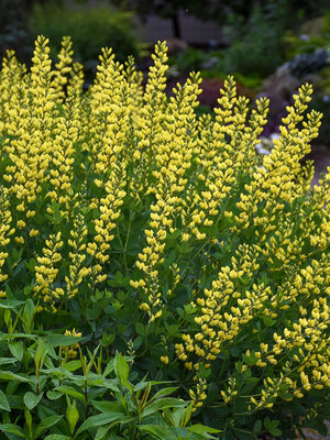 Iris Maize N Blue  Bluestone Perennials