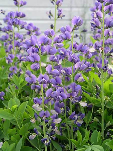 Product Viewer - BAPTISIA AUSTRALIS