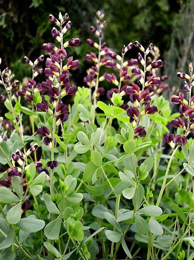 Baptisia Dutch Chocolate 