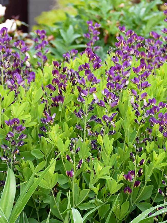 Baptisia Grape Taffy | Bluestone Perennials