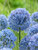 Allium Azureum