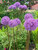 Allium Globemaster