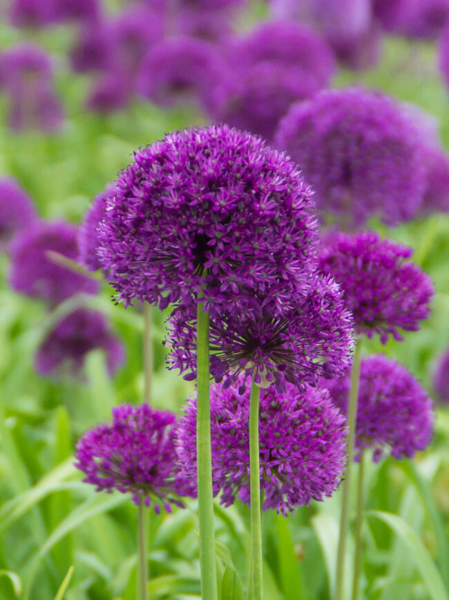 Allium Purple Sensation | Bluestone Perennials