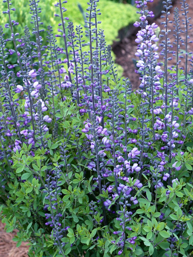 Baptisia Purple Smoke | Bluestone Perennials