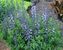 Baptisia Purple-Smoke