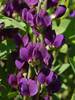 Baptisia Royal Purple