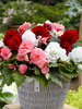 Begonia Non-Stop Mixed Patio Garden