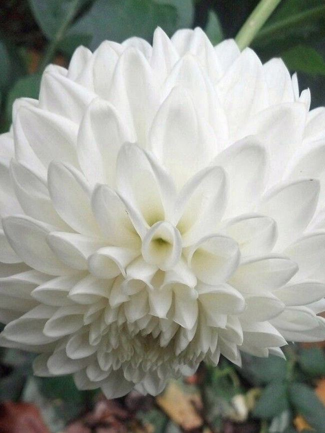 Dahlia Blizzard