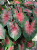 Caladium Bombshell