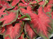 Caladium Frieda Hemple