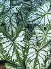 Caladium Monument