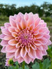 Dahlia Coralie