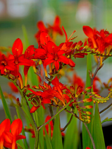 Crocosmia Lucifer | Bluestone Perennials