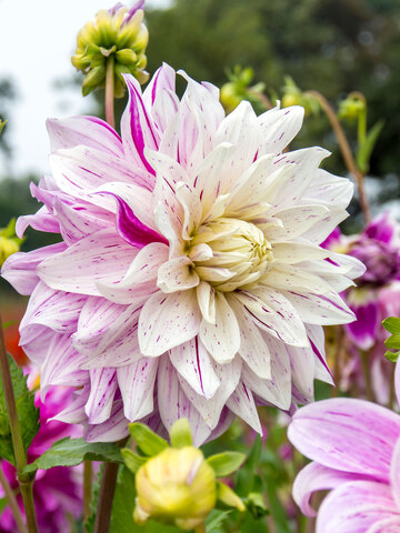 Dahlia Bristol Stripe | Bluestone Perennials