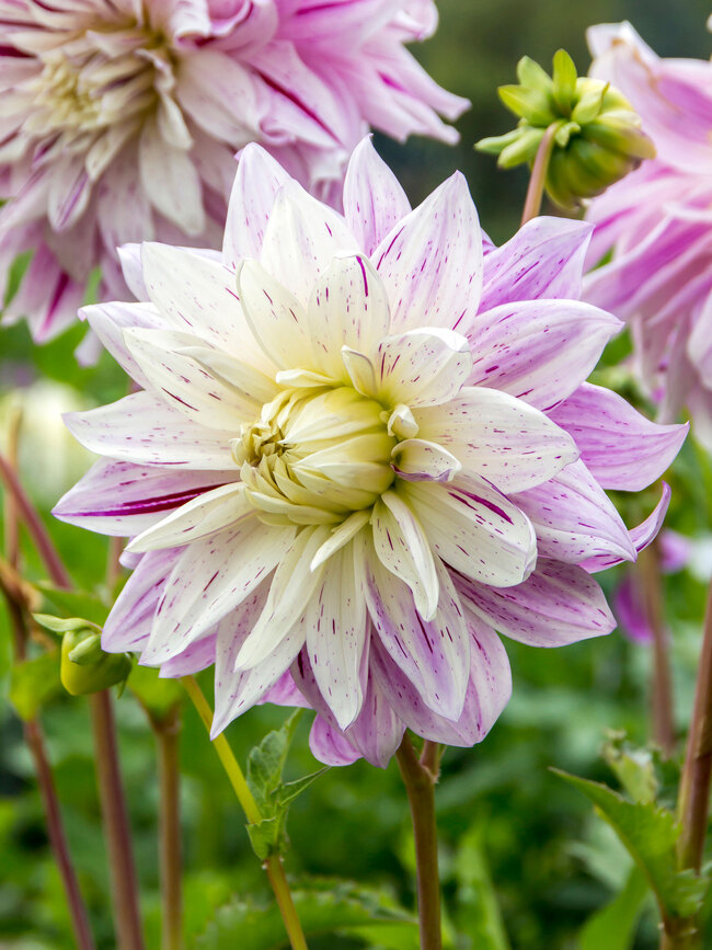 Dahlia Bristol Stripe | Bluestone Perennials