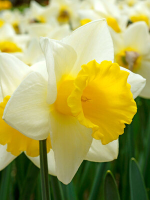 Daffodil Jersey Lace  Bluestone Perennials