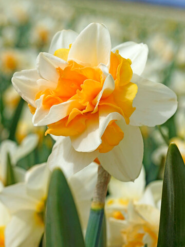 Daffodil Sweet Desire | Bluestone Perennials