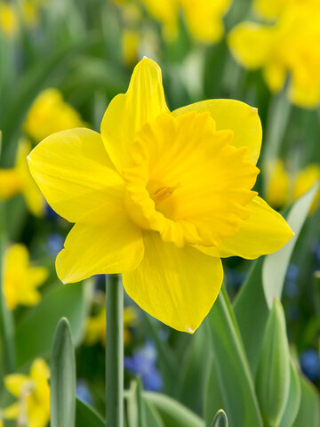 Daffodil Dutch Master Value Pack