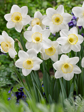 Daffodil Golden Bells -- Bluestone Perennials