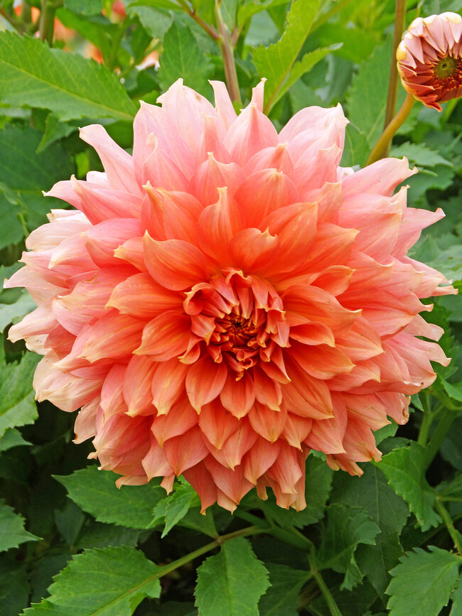 Dahlia Fairway Spur