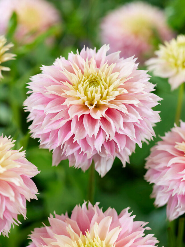 Dahlia Pink Impact