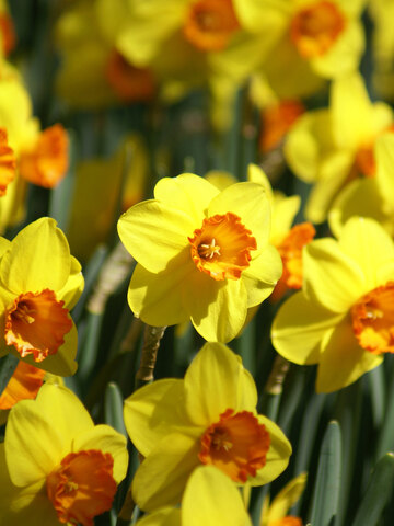 Daffodil Jetfire | Bluestone Perennials