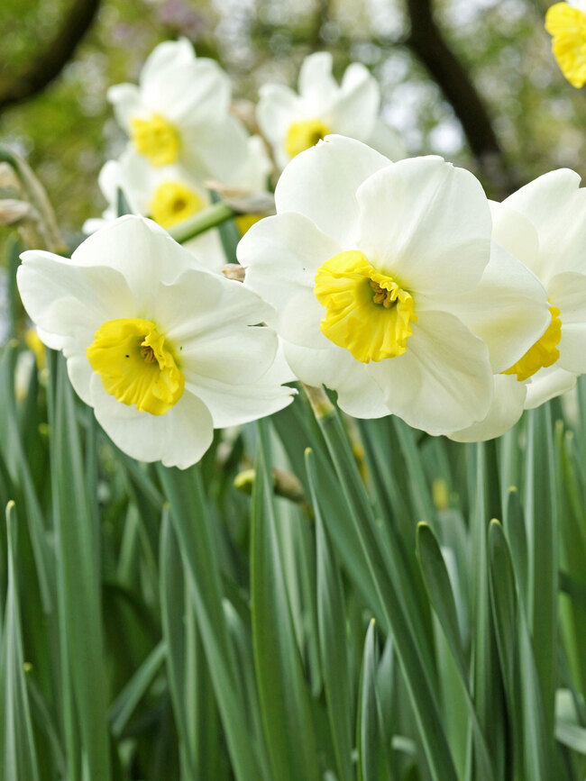 Daffodil Jamestown