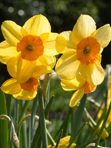 Daffodil Kedron | Bluestone Perennials