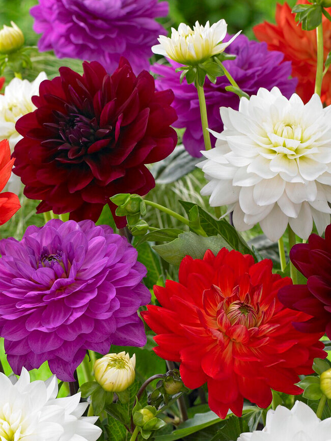 Dahlia Karma Inspiration Blend