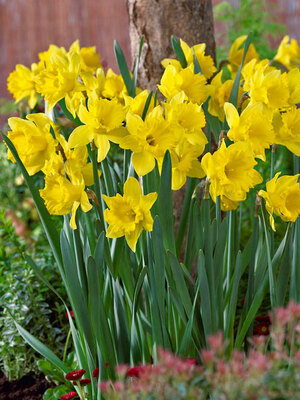 Daffodil Jersey Lace  Bluestone Perennials
