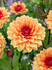 Dahlia Statue of Orange