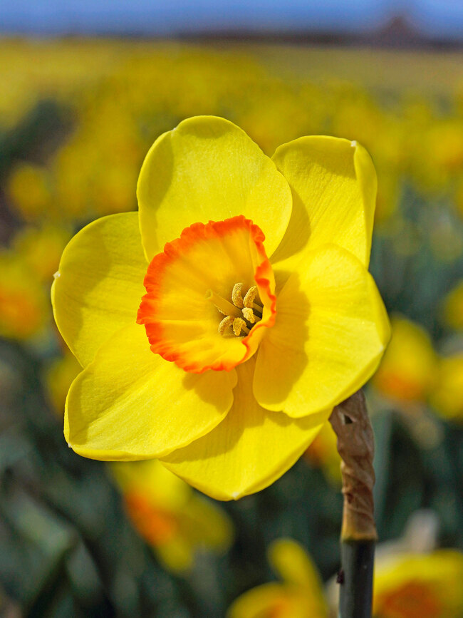 Daffodil Pacific Rim -- Bluestone Perennials