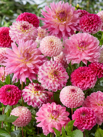 Dahlia Pink Mixed Value Pack