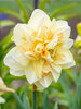 Daffodil Pom Pom Rose