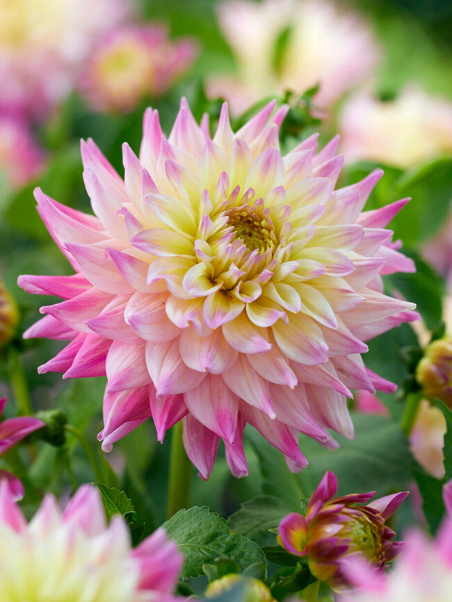 Dahlia Romantique