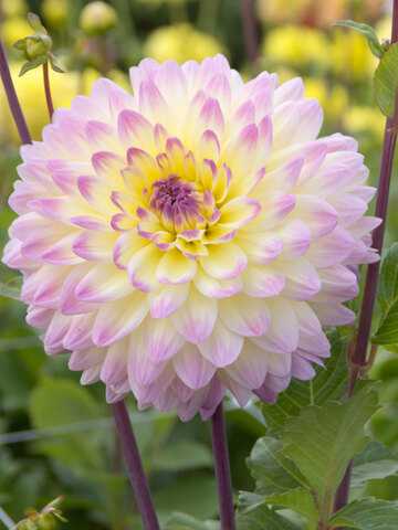 Dahlia Sagitta | Bluestone Perennials