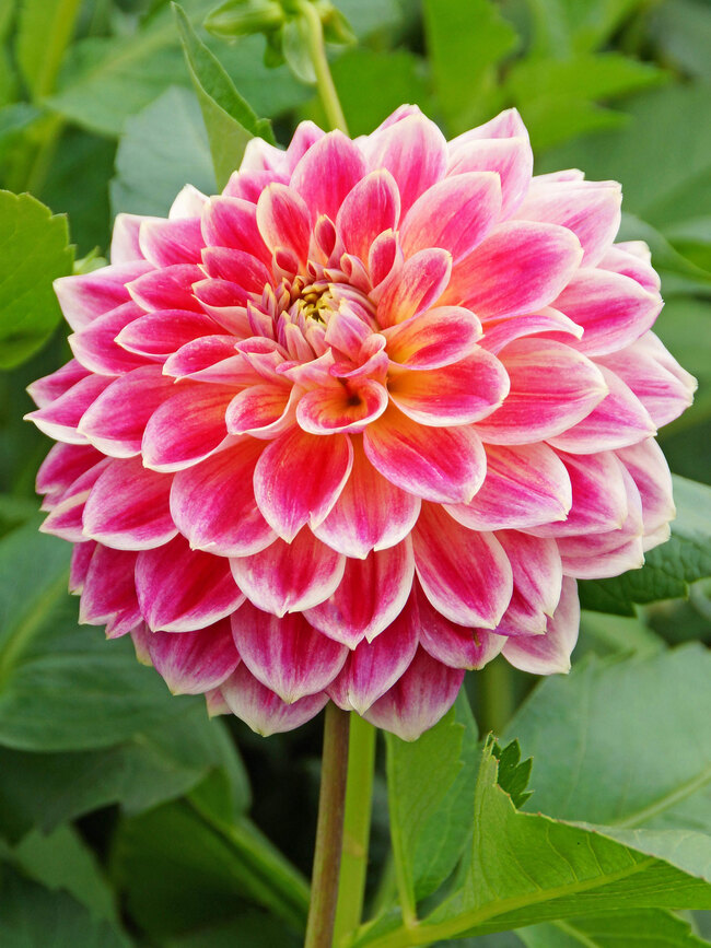 Dahlia Temple of Beauty