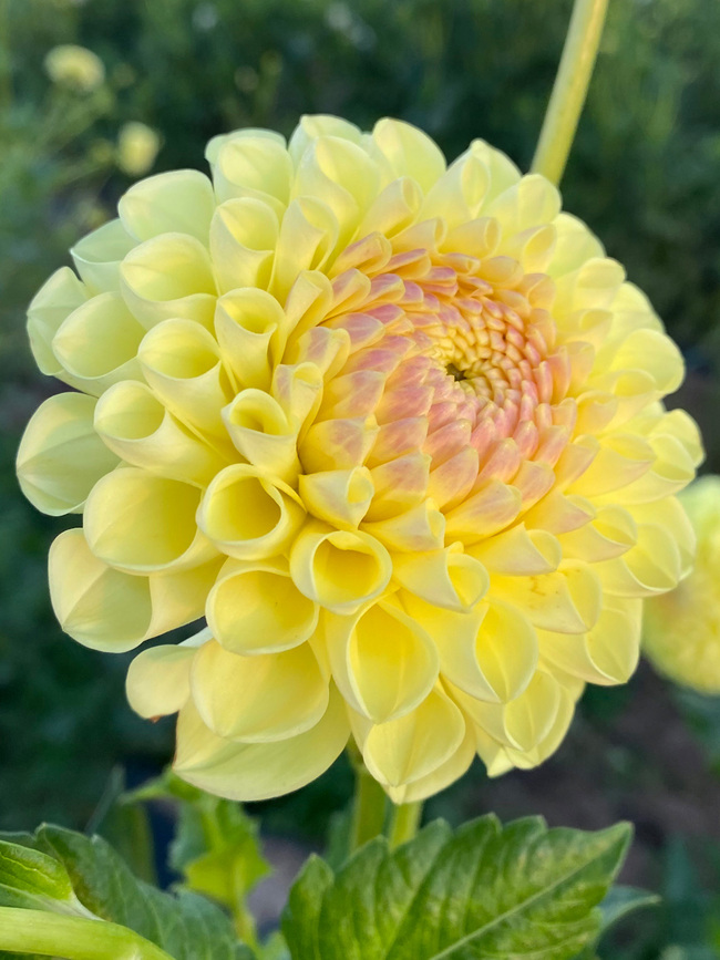 Dahlia Boom Boom Yellow