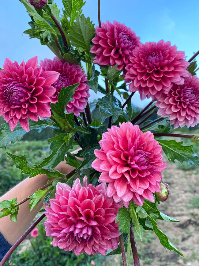 Dahlia Mystique