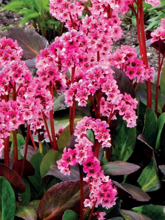 Bergenia Pink Dragonfly