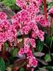 Bergenia Pink Dragonfly