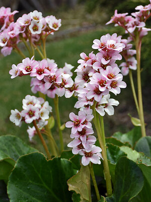 bergenia silberlicht